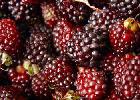 Moras